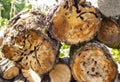 A cut apple tree stump eaten by tree beetles. Freshly cut tree stump. Royalty Free Stock Photo