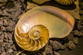 Cut away of a chambered nautilus shell, mother of pearl shell, popular cephalopod Royalty Free Stock Photo