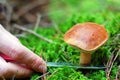 Cut away mushroom Royalty Free Stock Photo