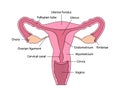 Cut-away view of female human reproductive system with organs descriptions on white background Royalty Free Stock Photo