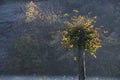 Cut back Tree with new Shoots