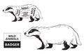Cut of badger set. Poster Butcher diagram - desert-ship. Vintage typographic hand-drawn. Royalty Free Stock Photo