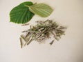 Cut bark and leaves of the witch hazel Royalty Free Stock Photo