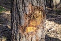 Cut in the bark of a pine tree to extract its resin Royalty Free Stock Photo