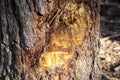 Cut in the bark of a pine tree to extract its resin Royalty Free Stock Photo