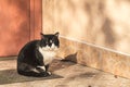 Cut black-white cat sitting on the doorstep of the house. Sunny Royalty Free Stock Photo