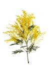 cut branch of fresh flowering mimosa, yellow acacia