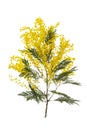 cut branch of fresh flowering mimosa, yellow acacia