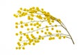 cut branch of fresh flowering mimosa, yellow acacia