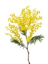 cut branch of fresh flowering mimosa, yellow acacia