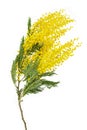 cut branch of fresh flowering mimosa, yellow acacia