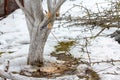 Cut branches on a whitewashed trunk of an apple tree Royalty Free Stock Photo