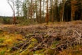 Cut brash, branches and trees at a clear felled coniferous forestry site