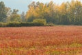 Cut buckwheat after the harvest, red stems in the field