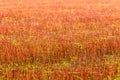 Cut buckwheat after the harvest, red stems in the field