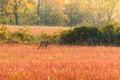 Cut buckwheat after the harvest, red stems in the field