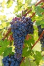 Bunches of nebbiolo grapes