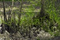 The cut and burned bamboo. The bamboo had dark burned tree stump left and some little green leaves.