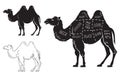 Cut of camel set. Poster Butcher diagram - desert-ship. Vintage typographic hand-drawn. Royalty Free Stock Photo