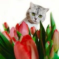 Cut Cat Funny Animal ,Funny kitty With Red Flowers ,Women`s day tulip bouquet,greeting card ,spring Season holiday Tulip