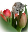 Cut Cat ,Funny kitty With Red Flowers ,Women`s day tulip bouquet,greeting card ,spring Season holiday celebrating Tulip