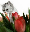 Cut Cat With Red Flowers ,Women`s day tulip bouquet,greeting card ,spring Season holiday celebrating Tulip Bouquet Women`s ,day