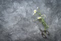 Cut chamomile flower on gray surface, copspace, topview