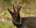 Roe deer buck in the process of removing the velvety skin