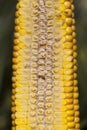 cut corn cob Royalty Free Stock Photo