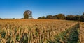 Corn field