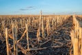 Cut corn stubble and chaff in an autumn field after the harvesting Royalty Free Stock Photo