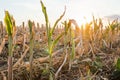 Cut corn stubble and chaff in an autumn field after the harvesting Royalty Free Stock Photo