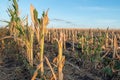 Cut corn stubble and chaff in an autumn field after the harvesting Royalty Free Stock Photo