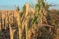 Cut corn stubble and chaff in an autumn field Royalty Free Stock Photo