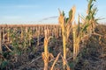 Cut corn stubble and chaff in an autumn field after the harvesting Royalty Free Stock Photo