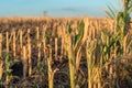 Cut corn stubble and chaff in an autumn field Royalty Free Stock Photo