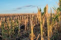 Cut corn stubble and chaff in an autumn field Royalty Free Stock Photo