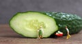 A cut cucumber and two miniature farmer.