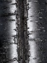 Abstract silver tree bark texture