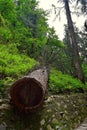 A Cut Deodar Tree with Cross Section of its Trunk