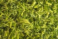 Cut dill surface texture. Close up. Background image