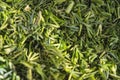 Cut dill surface texture. Close up. Background image