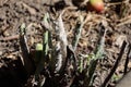 Cut diseased raspberry bush Metcalfa pruinosa destroyed raspberry bushes