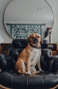 Cut dog sitting in a black leather chair at home, looking at the camera Royalty Free Stock Photo