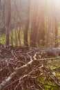 cut down tree and branches for wood energy in sunset light Royalty Free Stock Photo