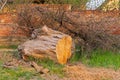 Tree Trunk Cut Down Royalty Free Stock Photo