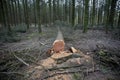 Cut down pine tree in a forest Royalty Free Stock Photo