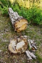 Cut down pine tree in woodland. Tree stump and felled trunk in evergreen coniferous forest. Royalty Free Stock Photo