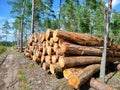 Cut down pine trees, deforestation. stacks of cut trees Royalty Free Stock Photo