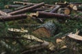 Cut down pine trees. Landscape of cut down trees in the forest Royalty Free Stock Photo